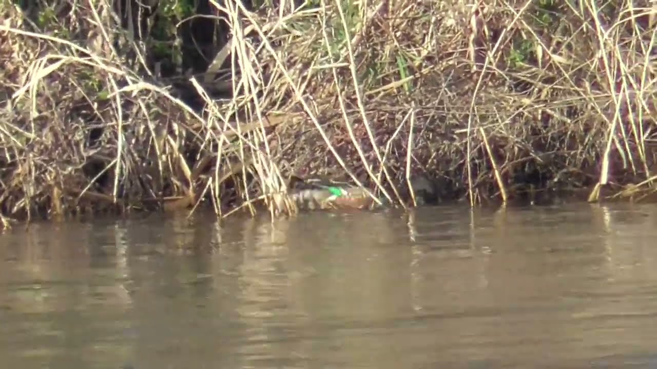 Z0001　Oita River　Morning meal　Northern Shoveler　1 male