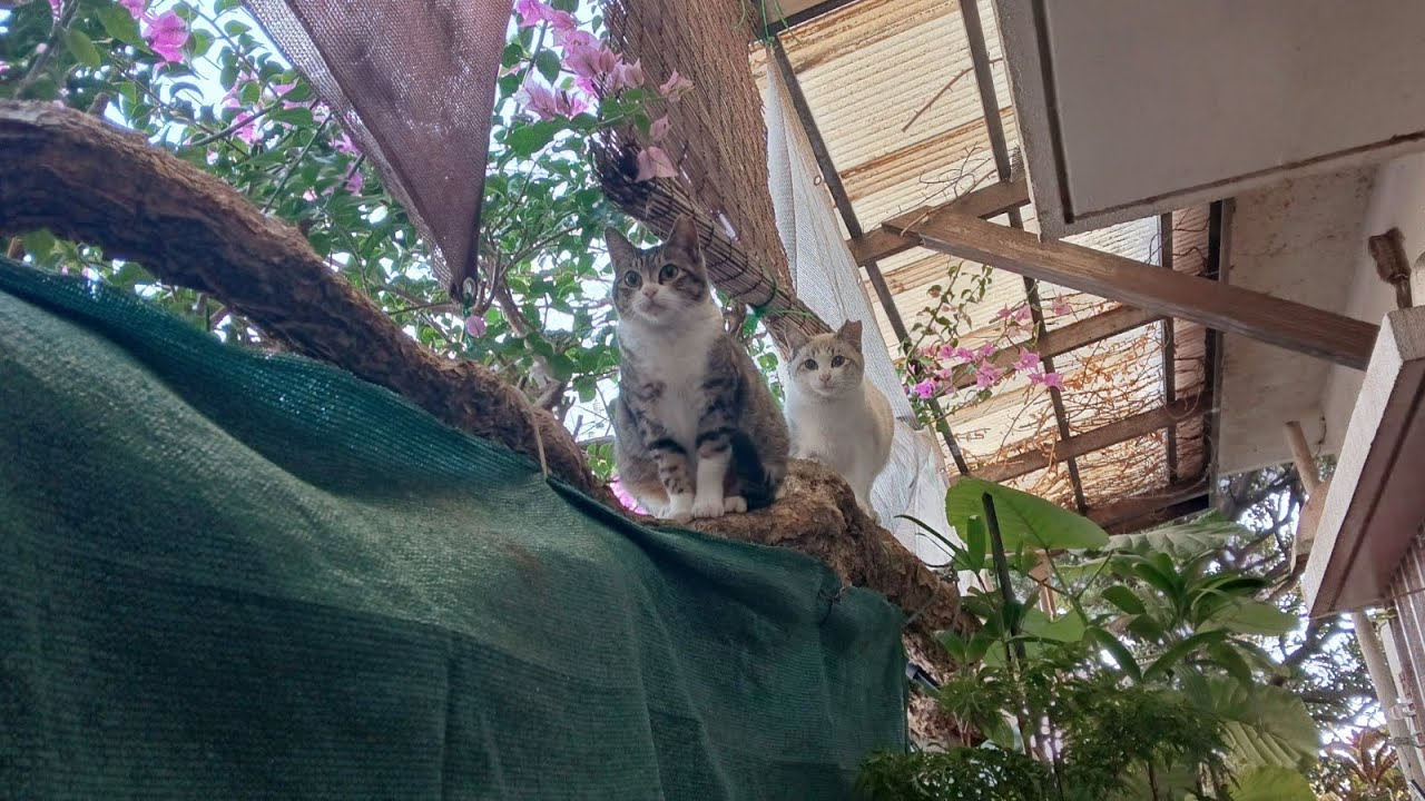 2026年 1月23日 朝7:30am の猫たち