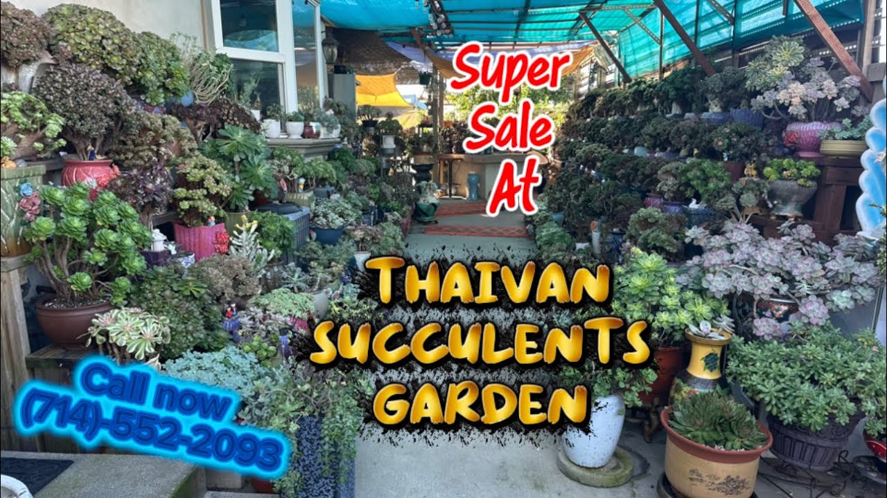 Beautiful succulents for super sale (giảm giá đặc biệt để thanh lý $20& up01/18/26) 📞van 7145522093 