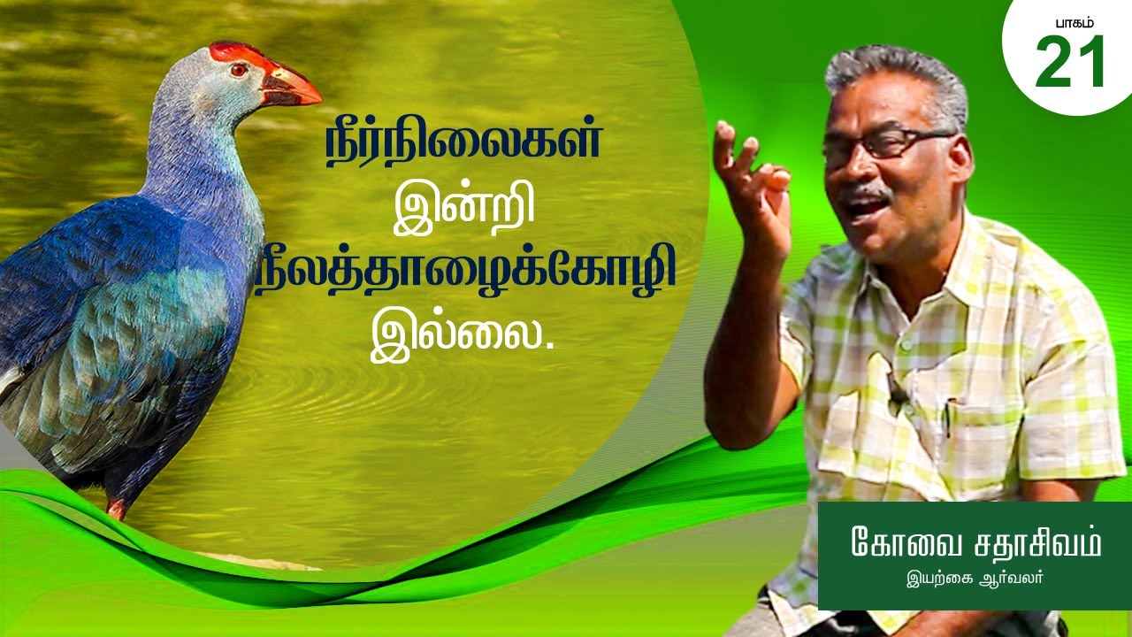 Purple Swamphen | Paravaigalai Arivom | Part - 21 | Iyarkai Aarvalar Kovai Sadhasivam