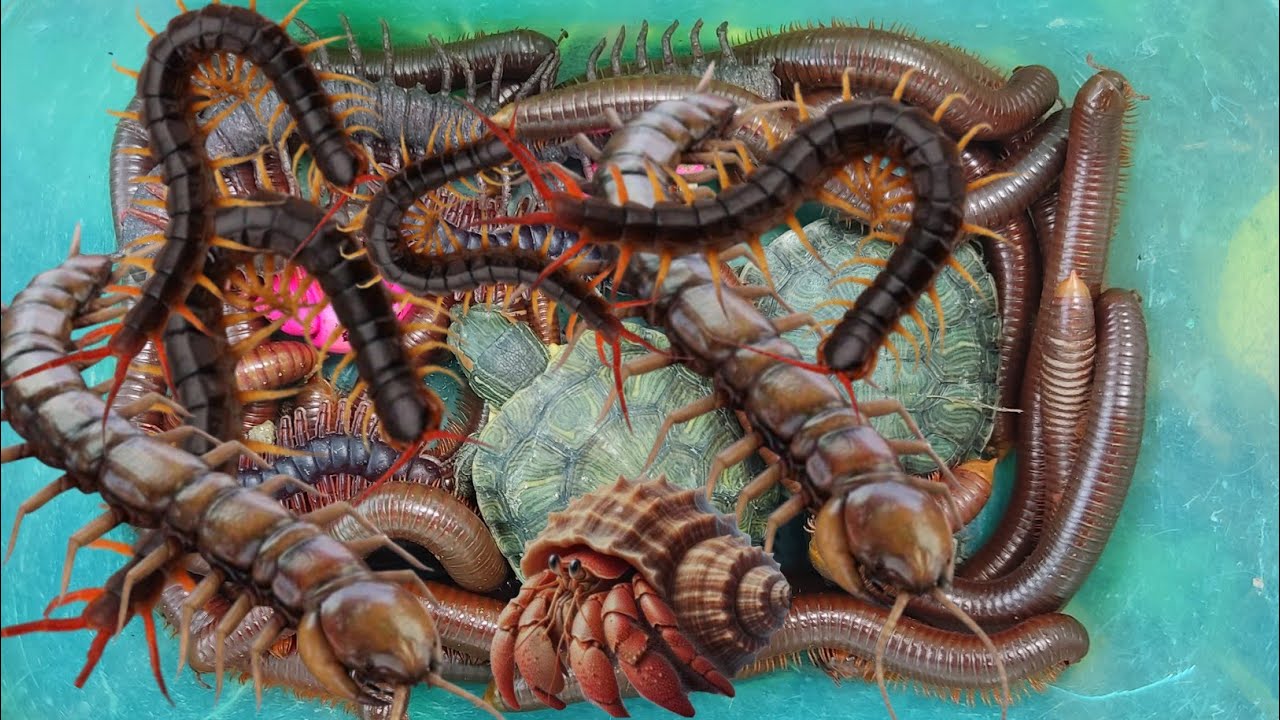 Menemukan Bekicot Pelangi, Kerang Laut, Kerang,Kelomang,kaki Seribu, Penyu,Luwing, Lipan,Katak#me415