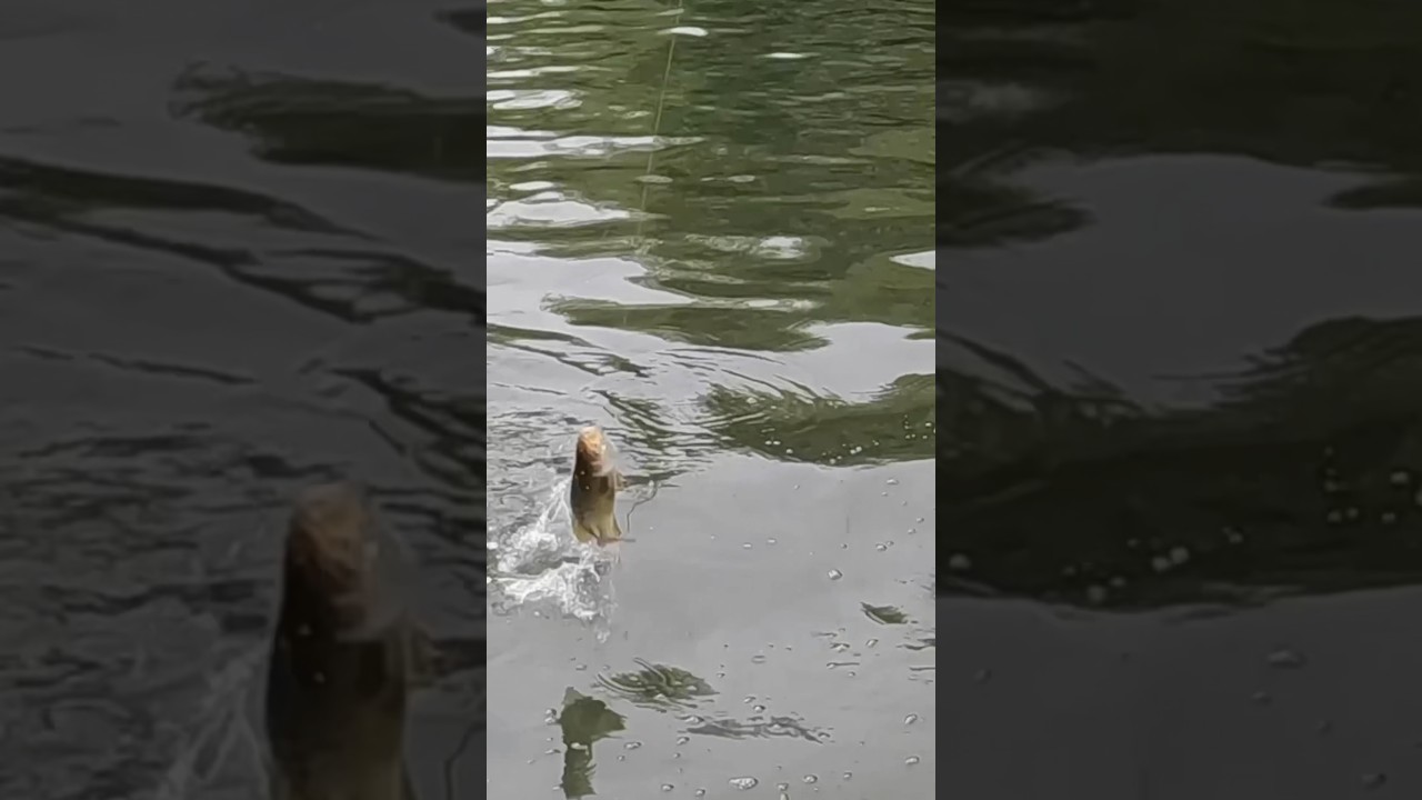 This Fish is Four to Zero