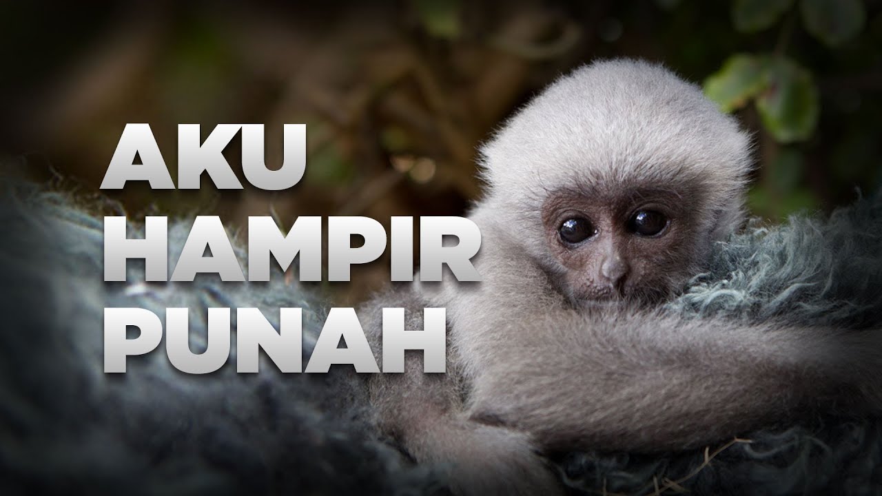 Owa Jawa Bersungkawa #AlamSemenit
