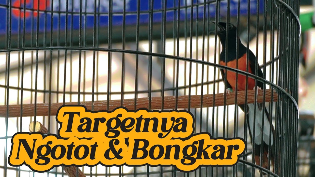 PENGEN NGOTOT & BONGKAR‼️SOLUSINYA SE SIMPEL INI