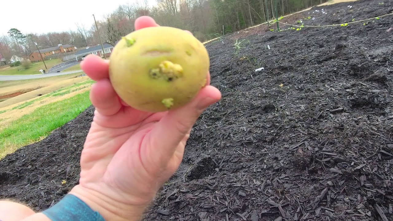 Planting Supermarket Produce Aisle Potatoes