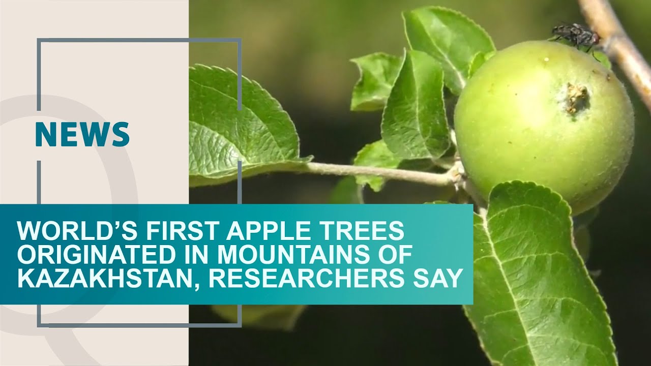 World’s first apple trees originated in mountains of Kazakhstan, researchers say. Qazaq TV News