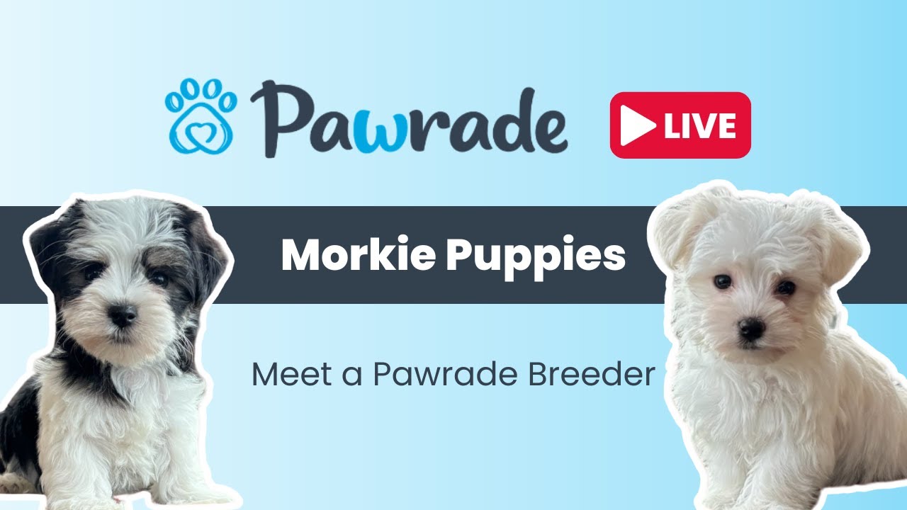 Morkie Puppies Playing - PawradeLIVE Stream Puppy Cam