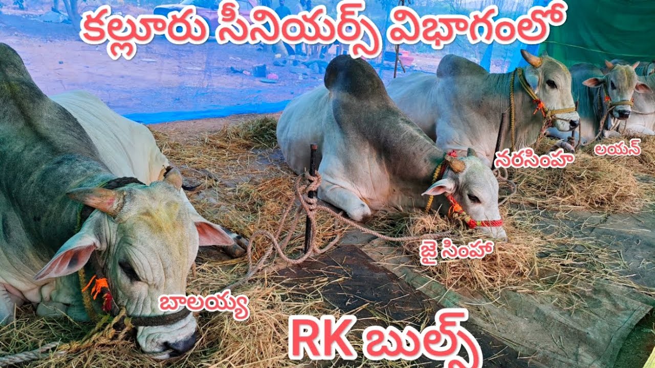 కల్లూరు సీనియర్స్ విభాగంలో RK బుల్స్