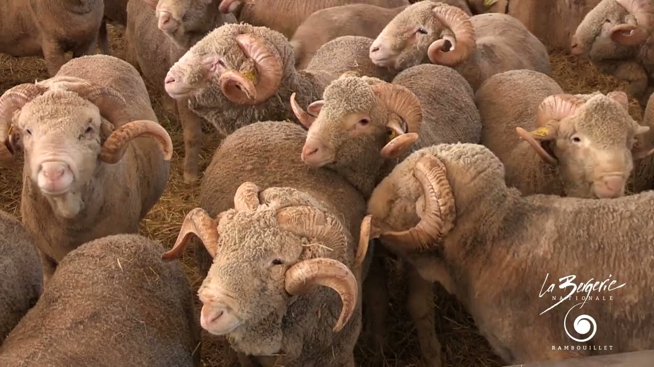 Le Mérinos de Rambouillet de la Bergerie nationale (7min25)