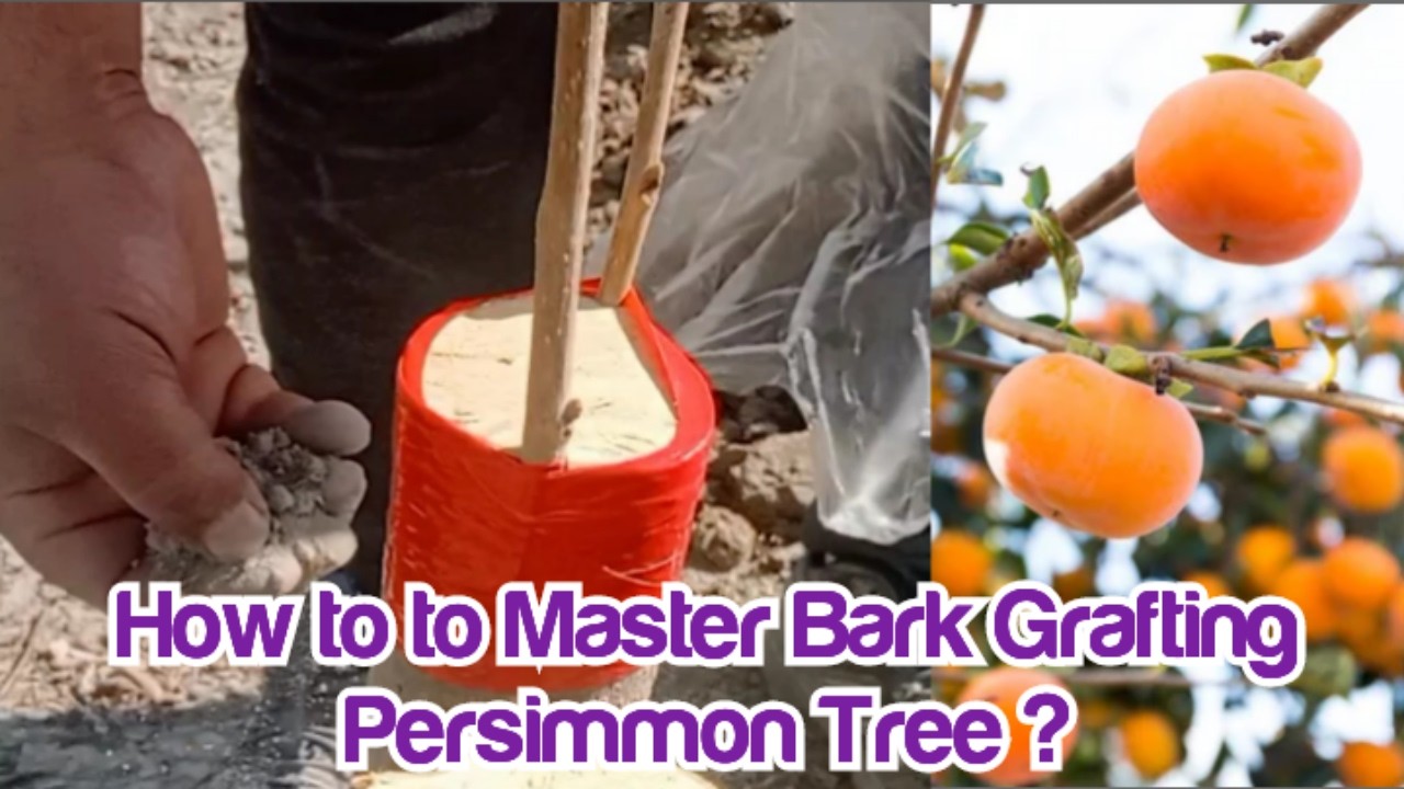 How I Grafted this Persimmon Tree ? Learn Complete Bark Grafting Method for Persimmon Fruit Trees