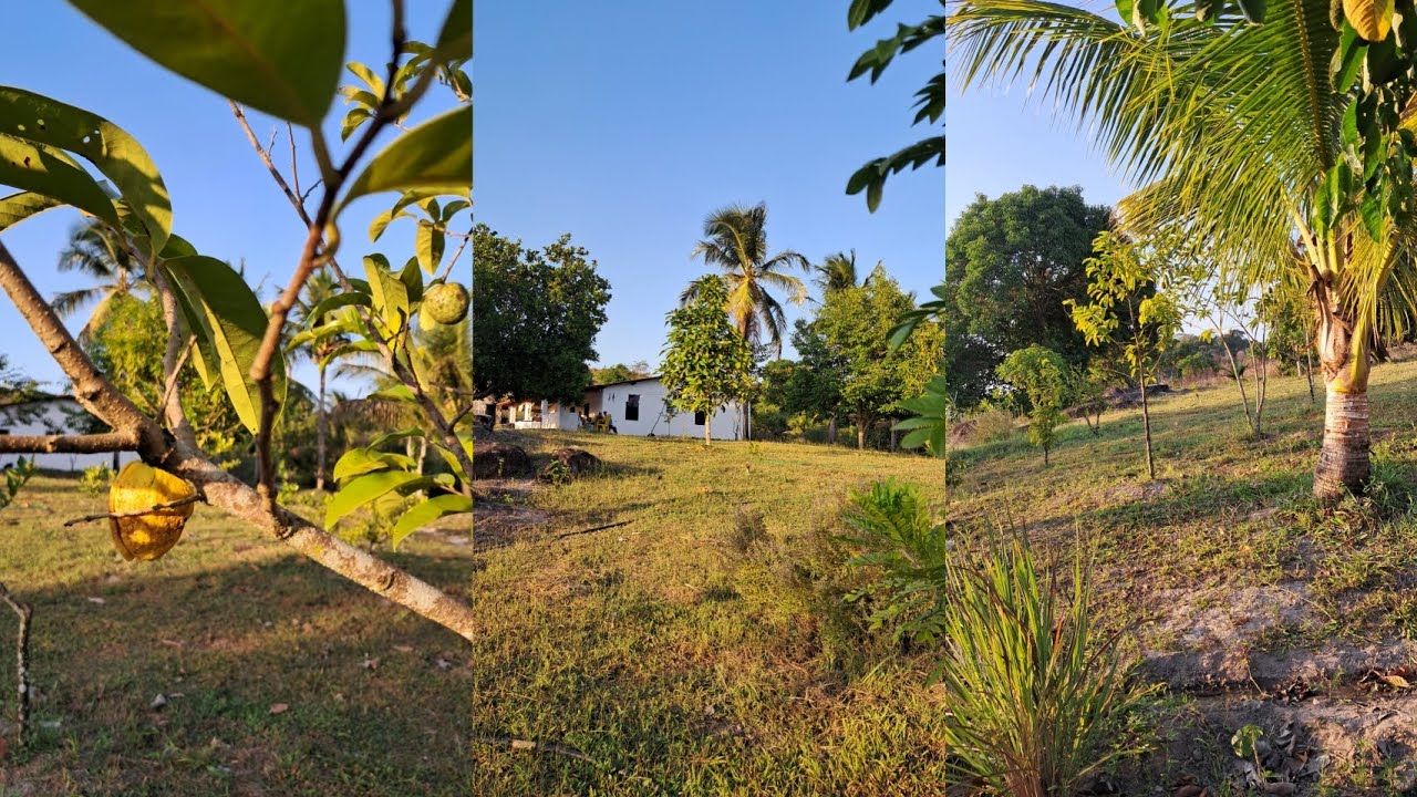 Cuidando da plantação 