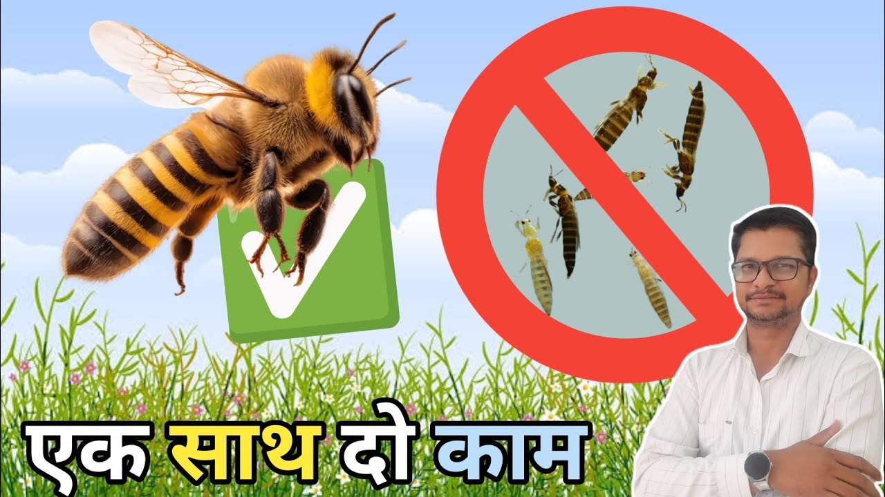 मधुमख्खी आएगी और थ्रीप्स जाएगा एक ही कॅाम्बिनेशन में । pesticide combination 