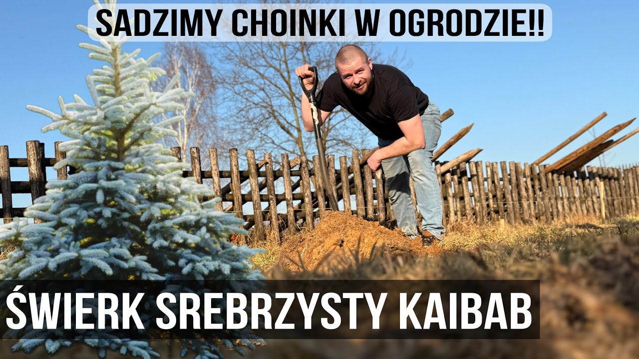 SADZIMY CHOINKI na SIEDLISKU! Świerk srebrny KAIBAB