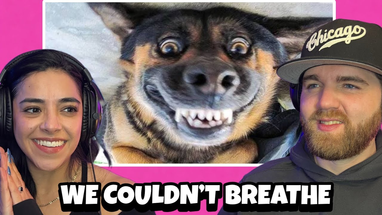 Funniest Animals | Best Of The 2020 Funny Animal Videos | Cutest Animals Ever and MOST EVIL LOL