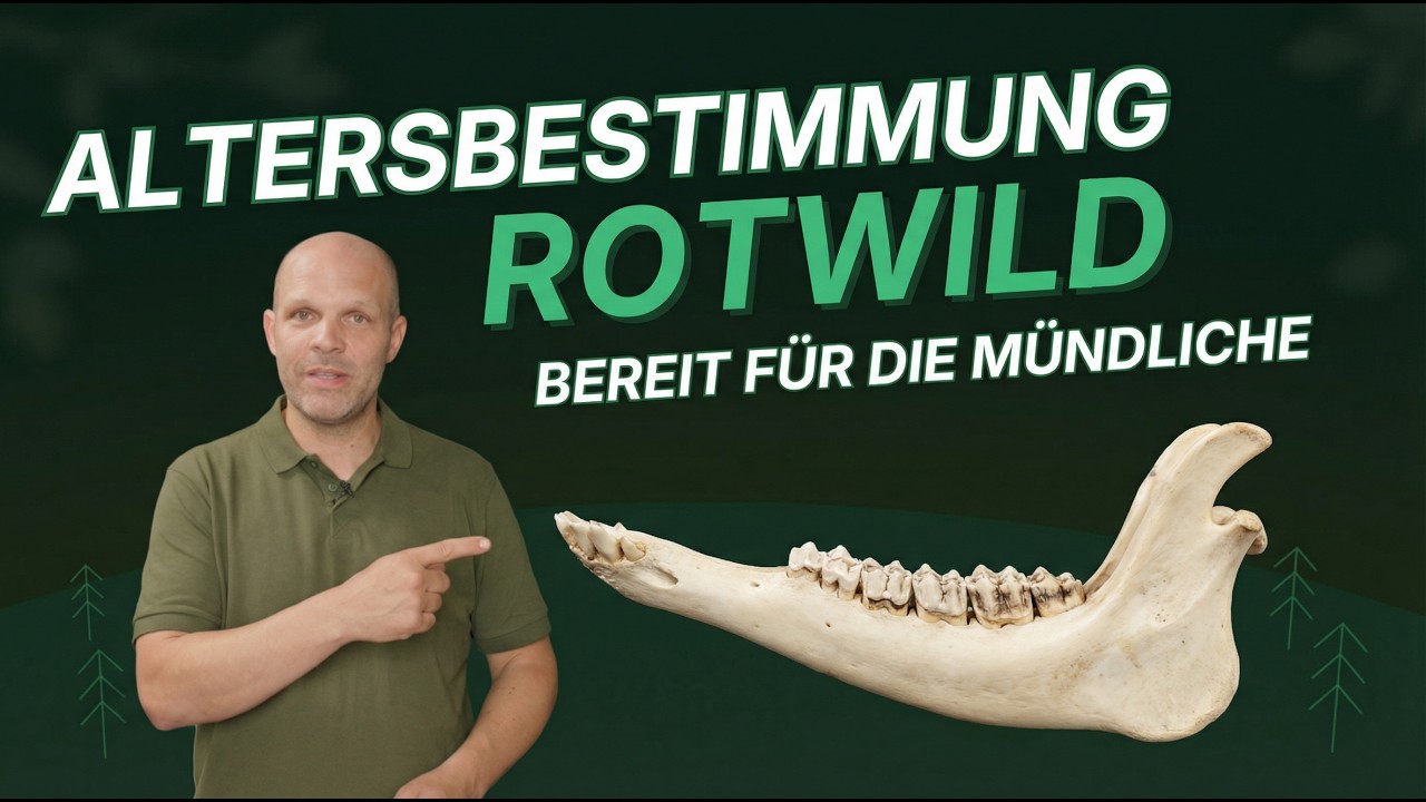 Rotwild &ndash; Gebiss, Zahnformel & Altersbestimmung f&uuml;r den Jagdschein
