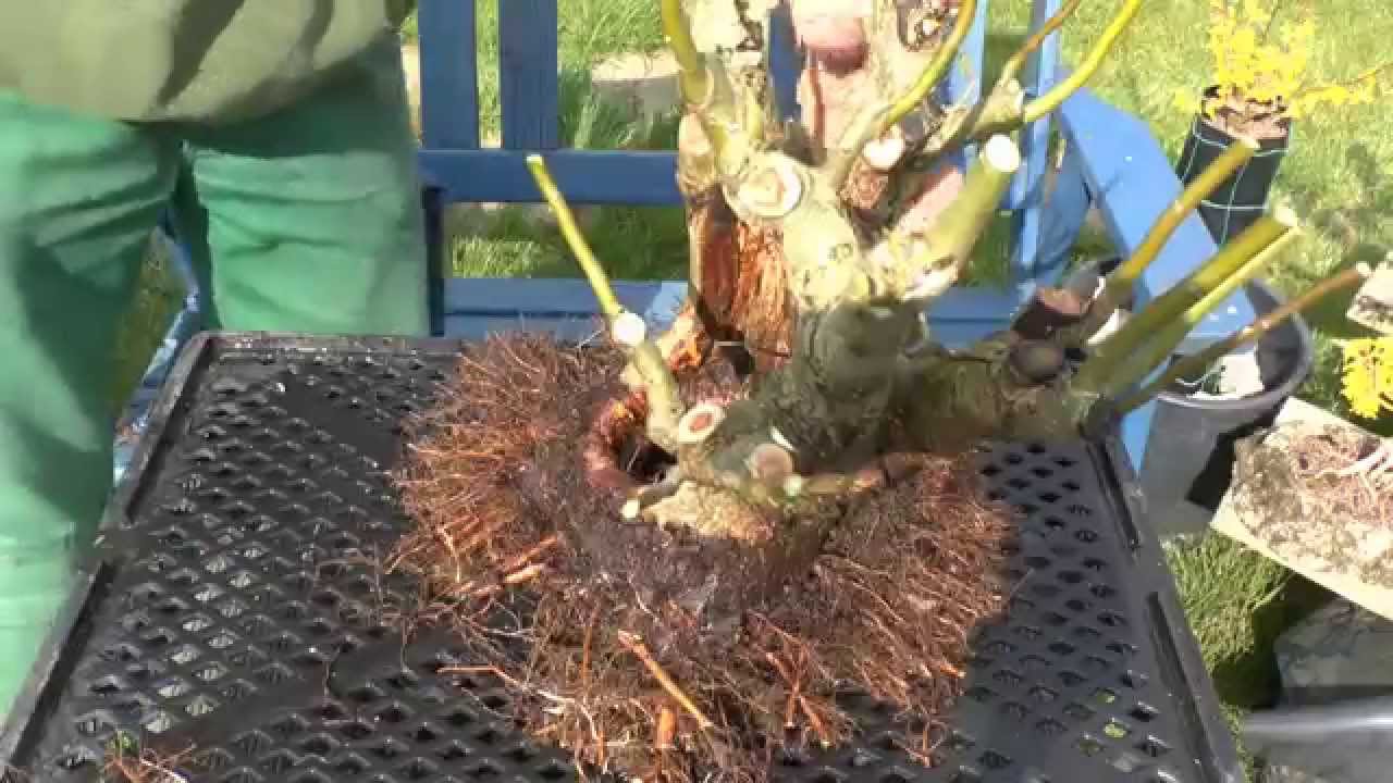 Bonsai Praktiken Entstehung eines interessanten Bonsai 3