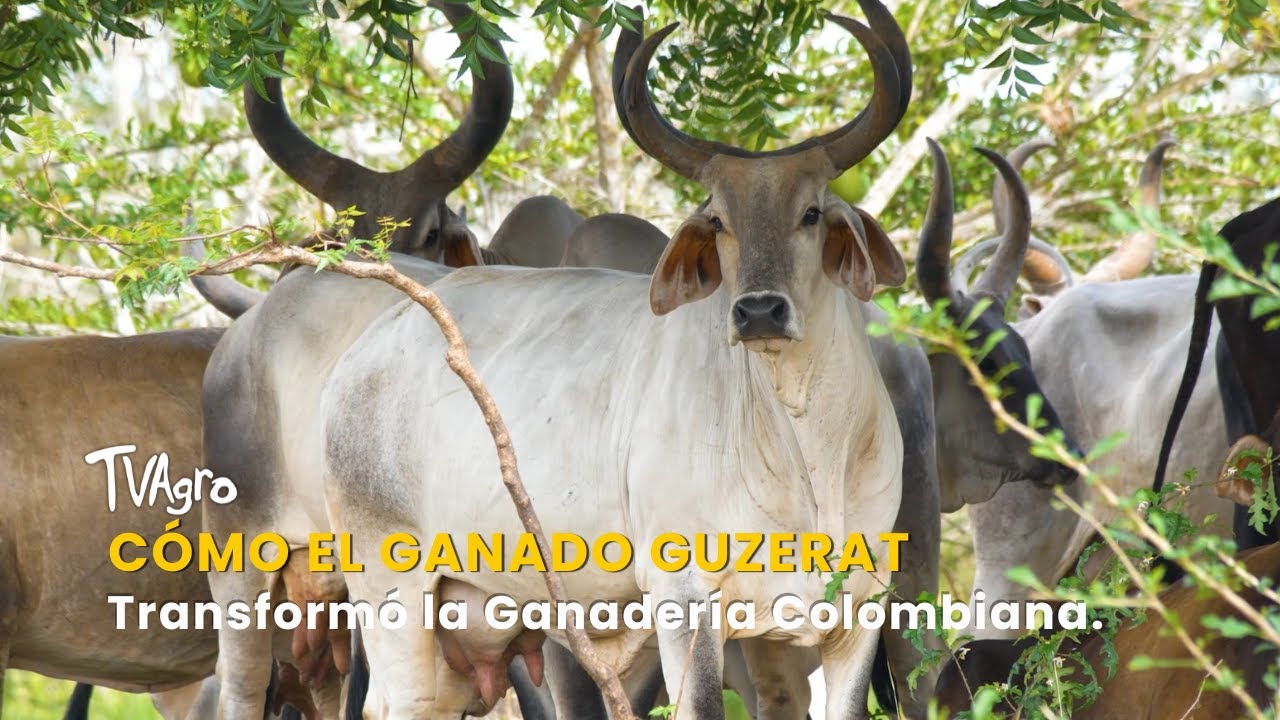 C&oacute;mo el Ganado Guzerat Transform&oacute; la Ganader&iacute;a Colombiana - TvAgro por Juan Gonzalo Angel