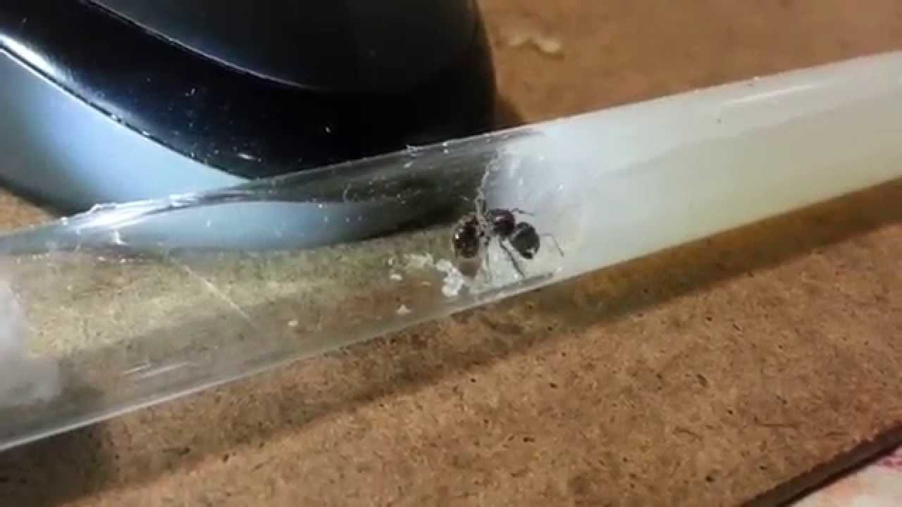 pogonomyrmex rugosus , queen ant,