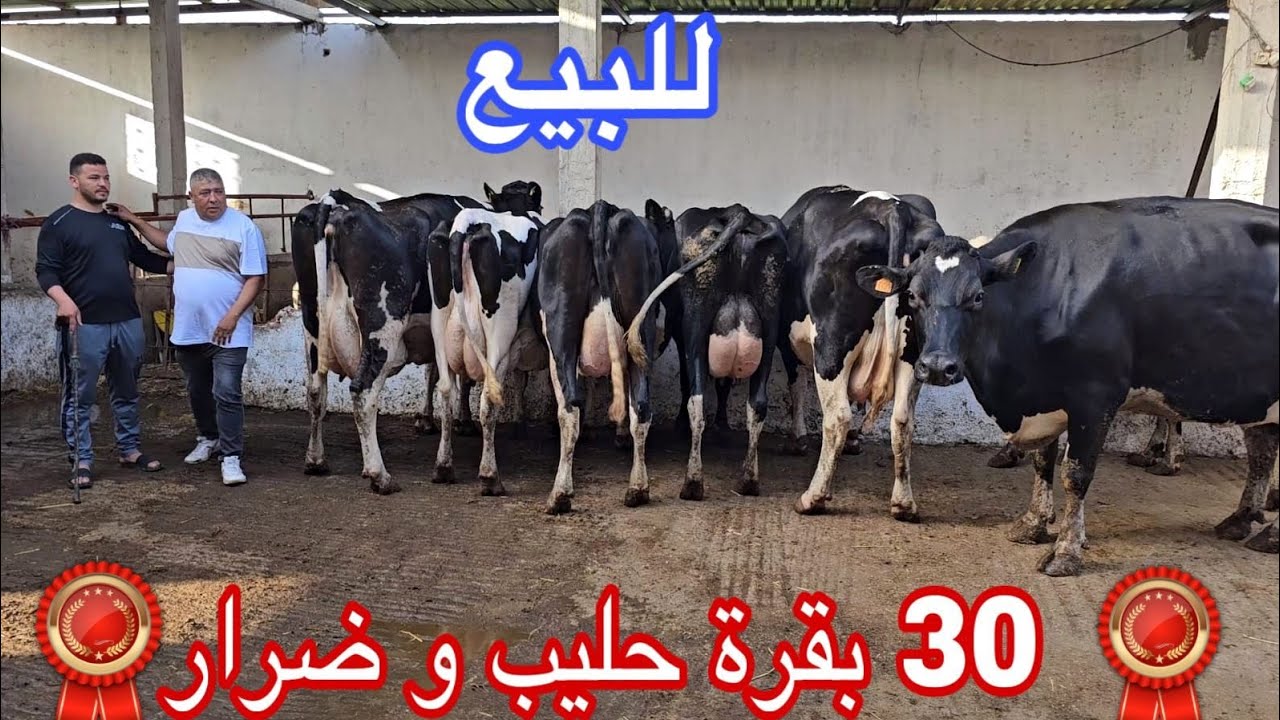 الحاضر يعلم الغايب‼️ أكثر من  30 بقرة الحليب 💫والضرار إتصل06.98.90.08.15📞 ألو كبيسة نواحي الغرب 🇲🇦