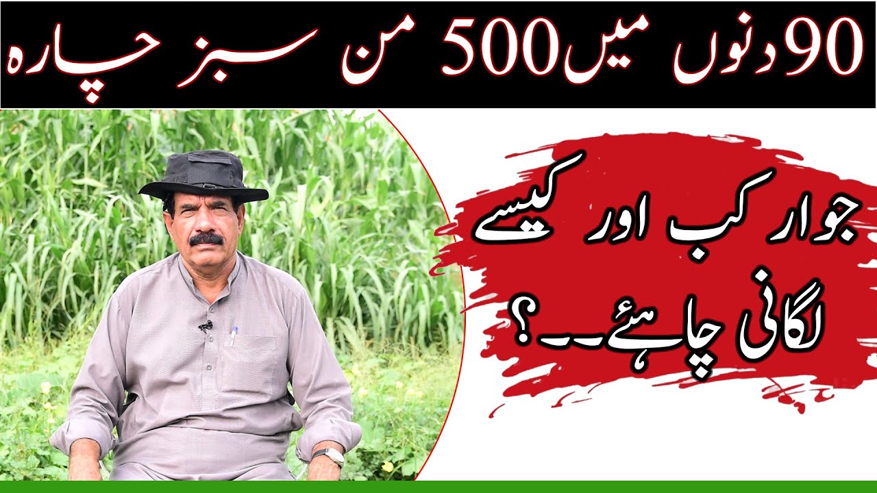 Sorghum cultivation technology| Jawar ki kashat| Best sorghum seed|جوار کی کاشت کا طریقہ