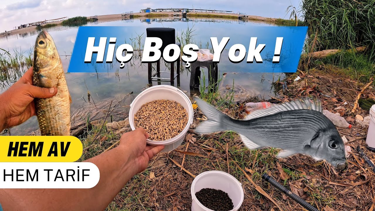 Göl Kamışı İle Kefal Avı Çipura Avı Balık Yemleme Tarifi Hiç Boş Yok ! 