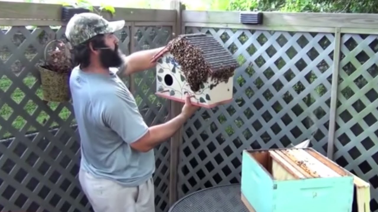 The Birds Can't Bee Without Some Help From JP