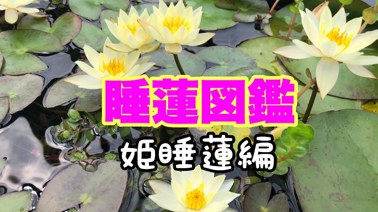 【睡蓮図鑑④】バケツでも育てられる！ベランダ、小スペース、初心者に最適姫睡蓮！　スイレンガーデニング