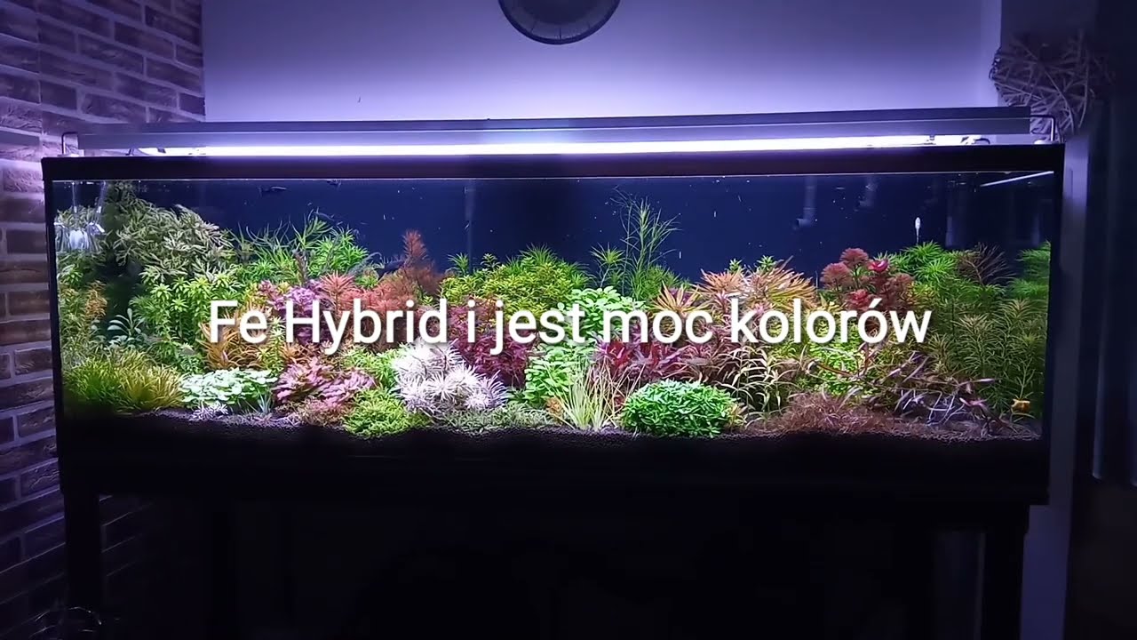 FeHybrid i jest moc kolor&oacute;w💪