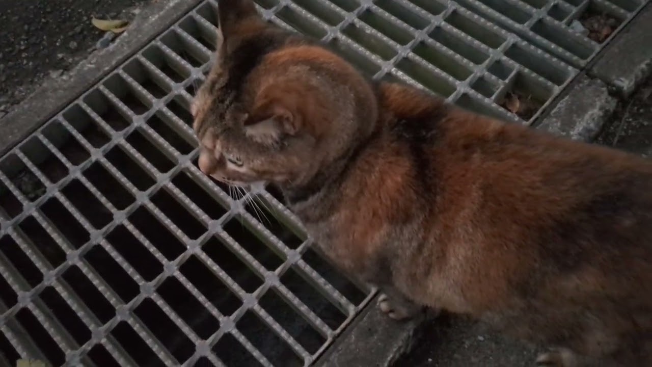おたまこ30165😺チャコ💞お兄ちゃん💞まだね