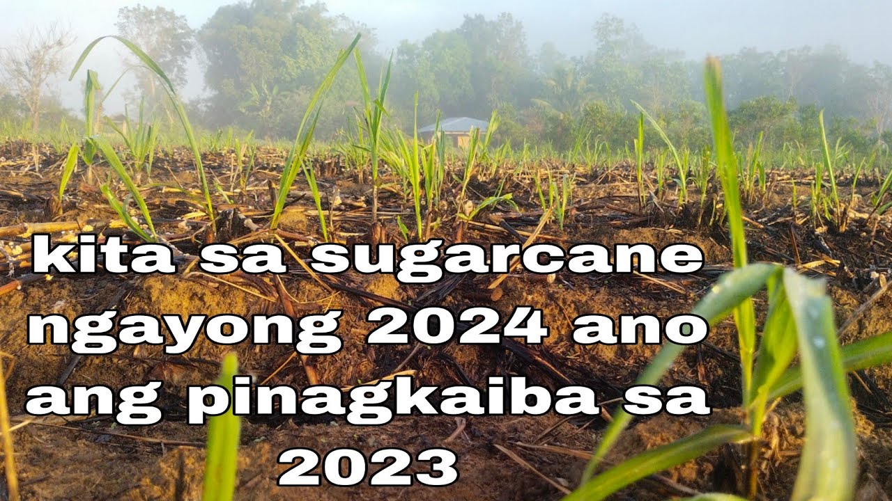 kita sa 0.3 hectare sugarcane farm ngayong 2024