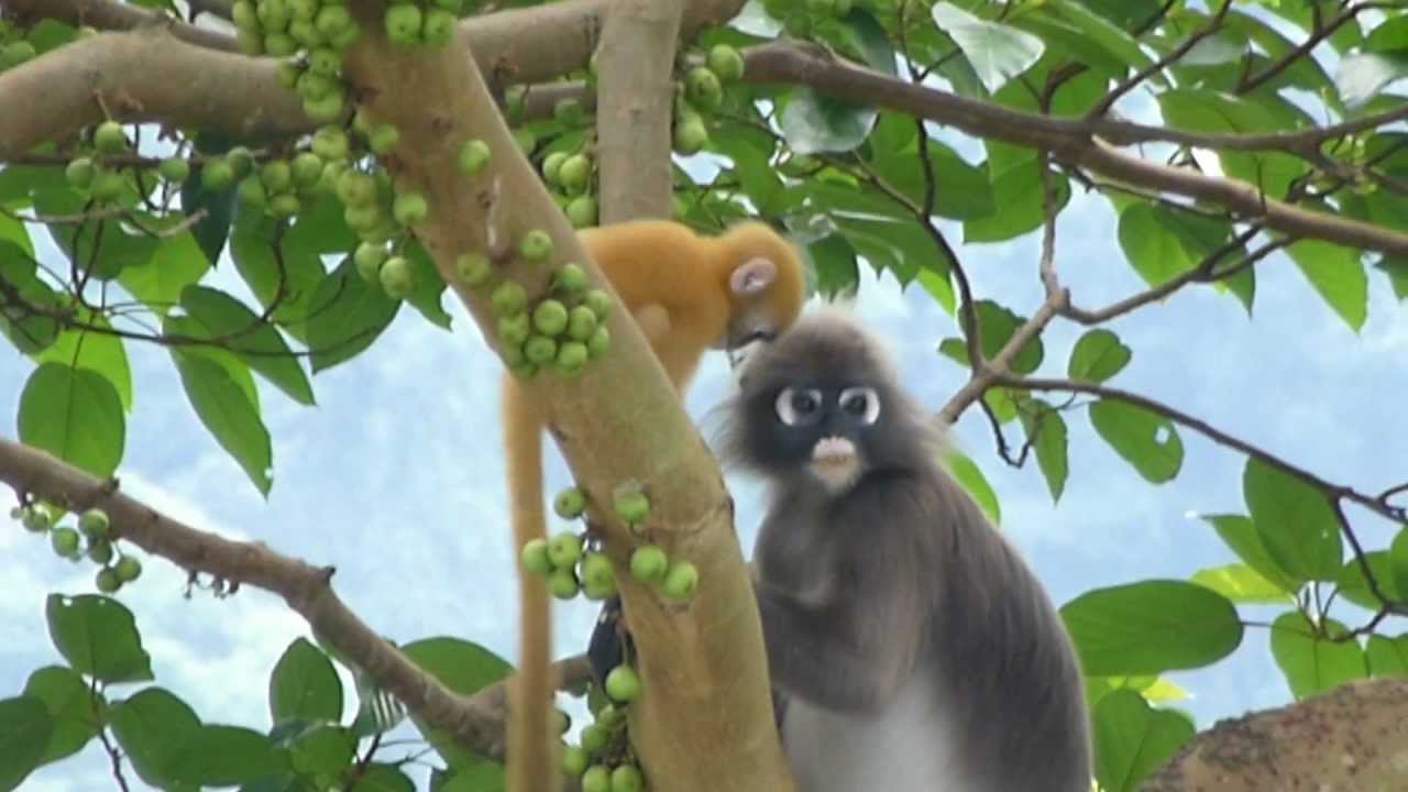 baby dusky leaf monkey and mother eating