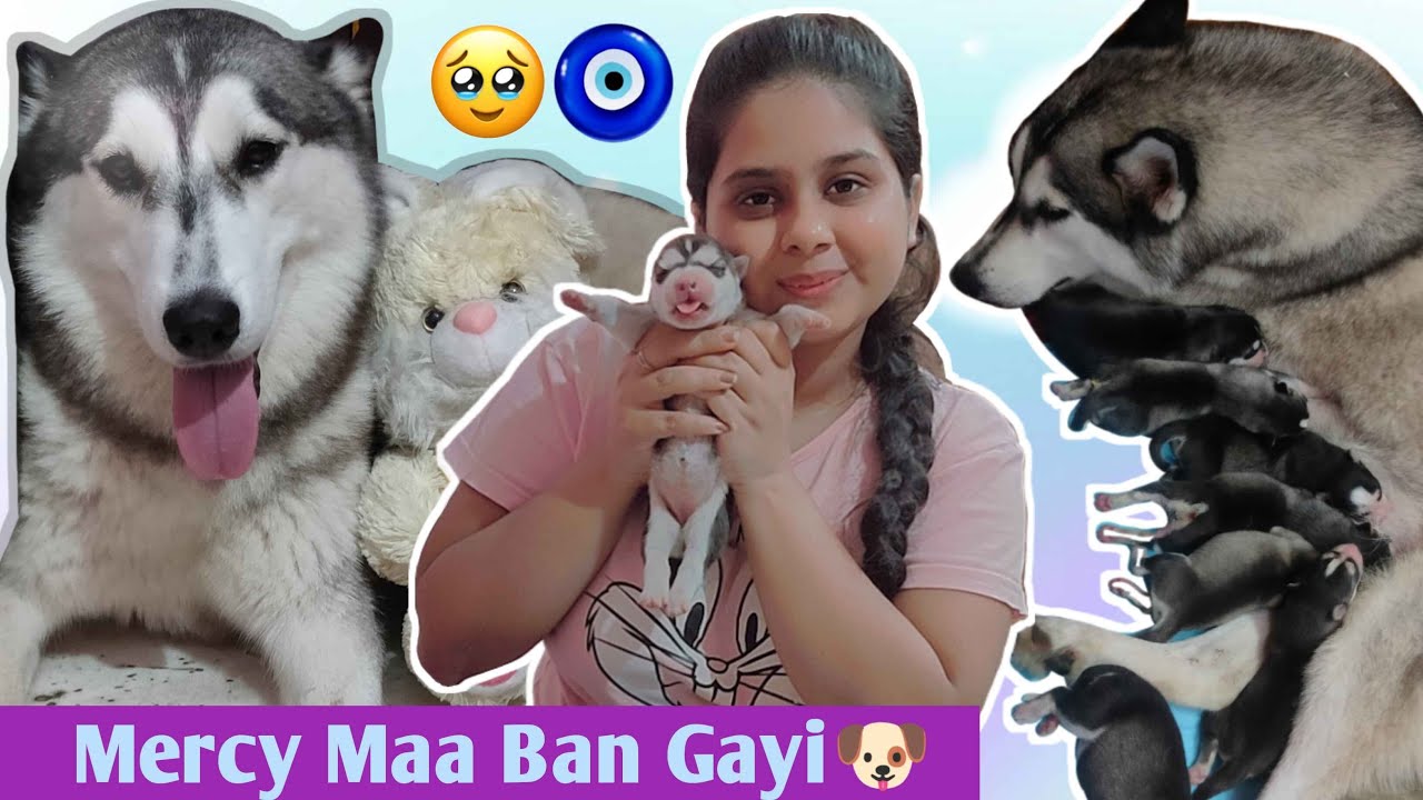 Husky Ne Diye 9 Bacche | Siberian Husky Give Birth | Sandhu K Vlogs