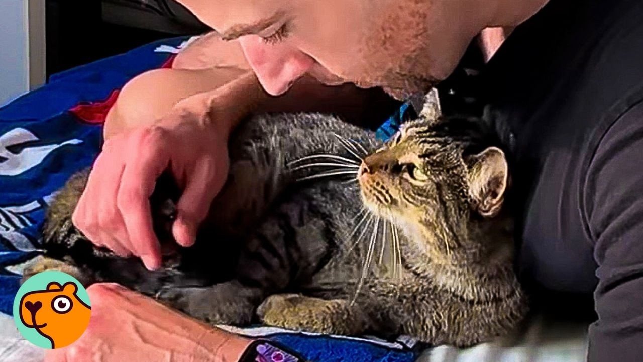 Shyest Cat Took 89 Days To Finally Trust Her Dad | Cuddle Buddies