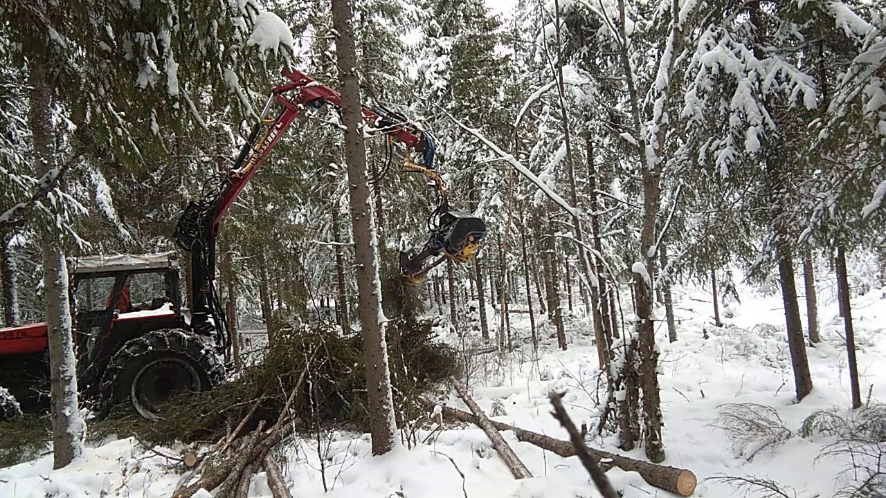 Ursus ja Arbro kuusikossa, i granbestånd 2/2.