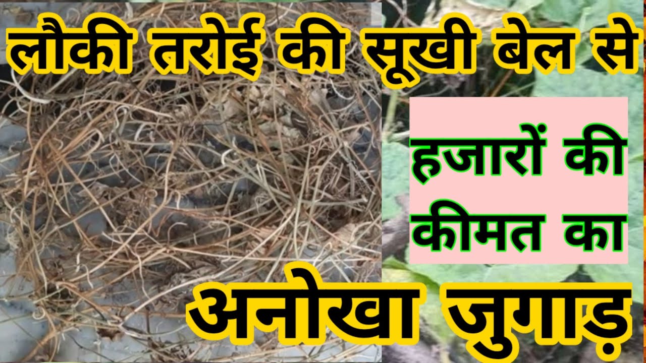 Diwali Decoration Idea आप भी बना सकते है सूखी हुई बेल से बिल्कुल फ़्री