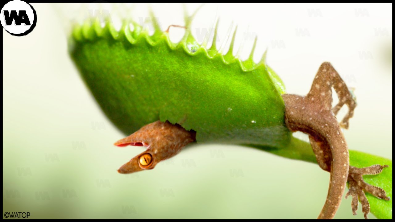 Pourquoi les Plantes ont Commencé à Manger des Animaux ?