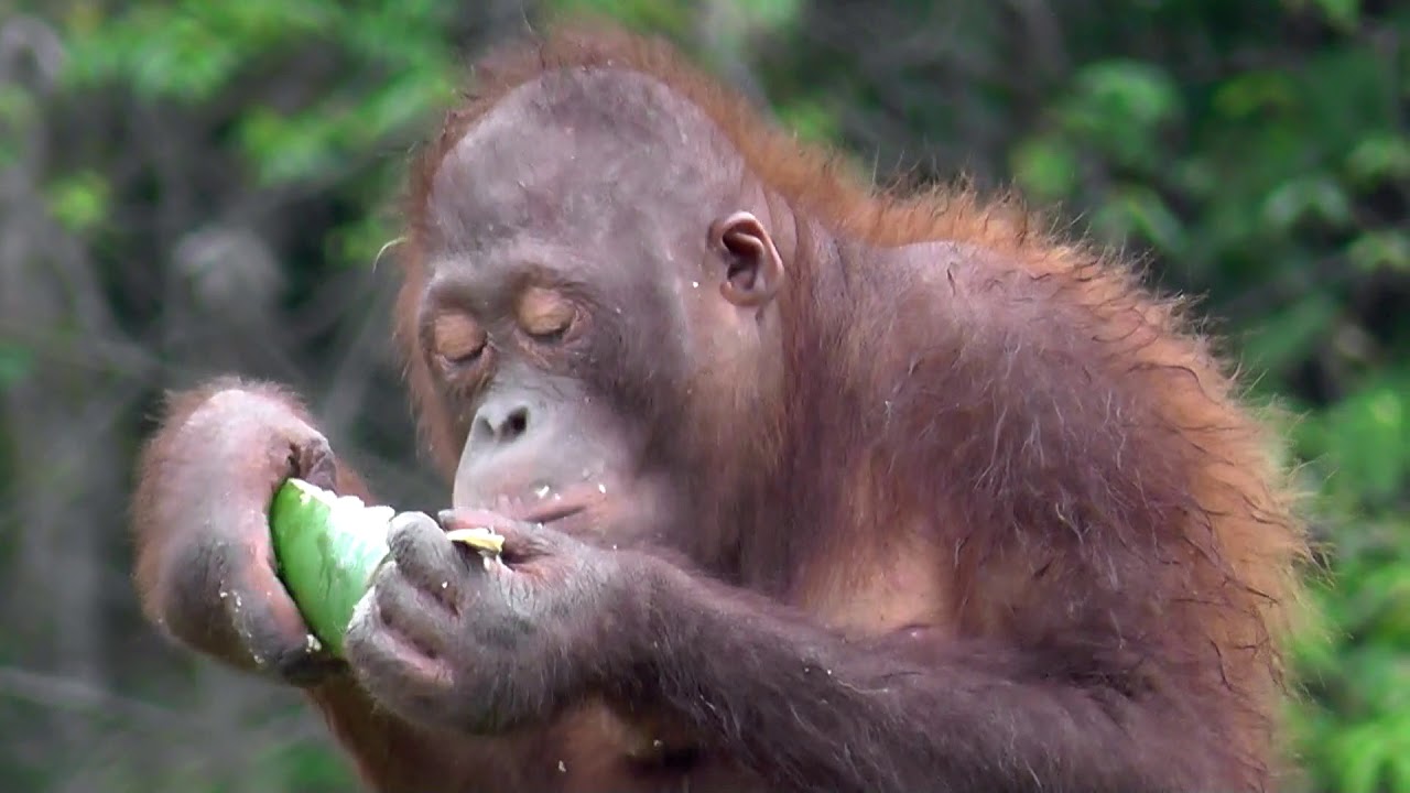 Volunteering with Orangutans - Enrichment work at Samboja Lestari