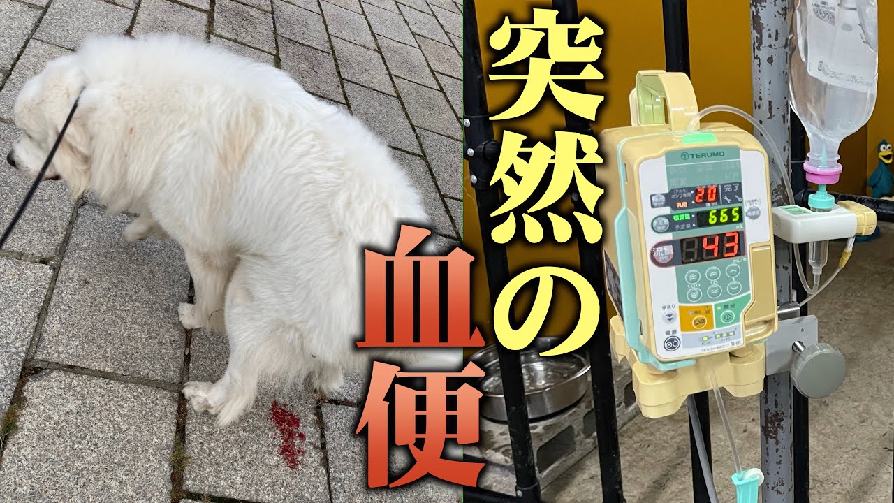 超大型犬グレートピレニーズが突然の「膵炎」発症…回復までをまとめました。