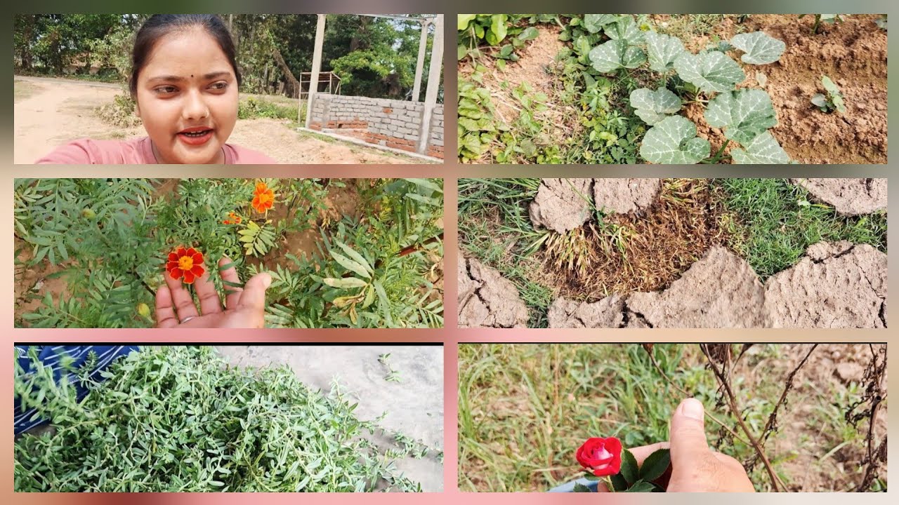 ବୋଉ କରିଥିବା ପରିଶ୍ରମ ର ଫଳ 🥰