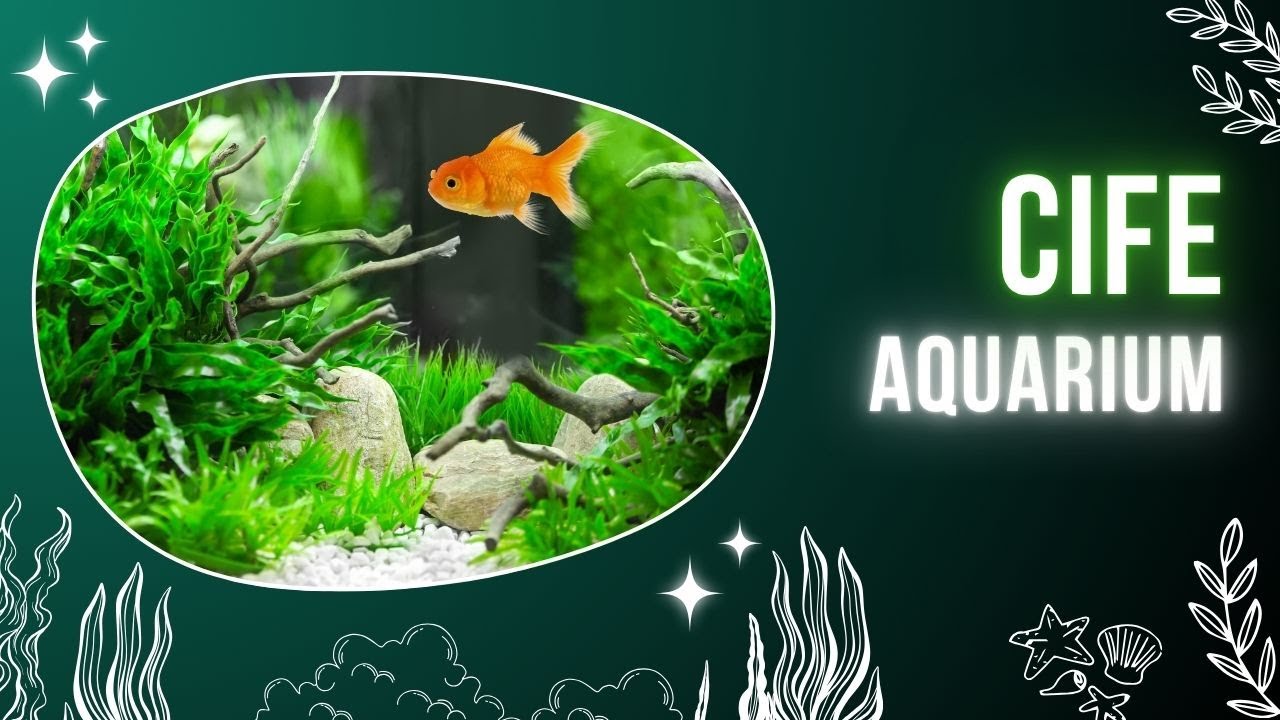 Experience CIFE&rsquo;s Aquarium & Angling &ndash; Book Your Adventure Today