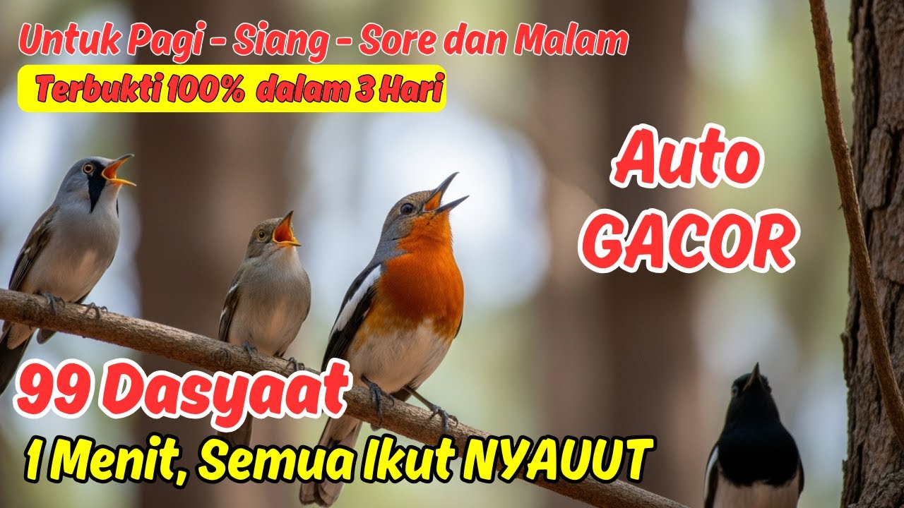 Masteran Murai Batu Untuk Nambah Isian Biar Tidak Kosong
