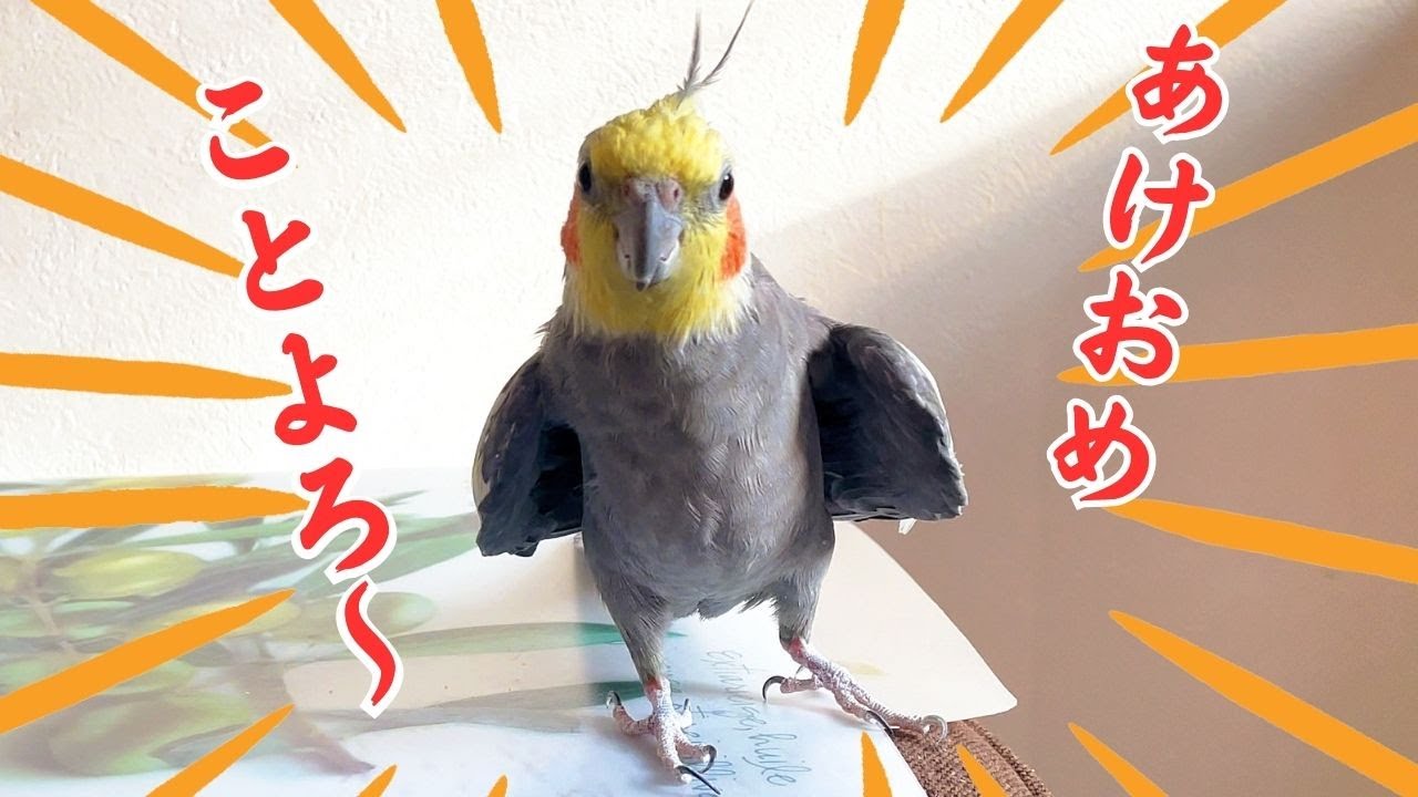 19歳オカメインコ、年始行事はやっぱりこれ! 19yo Cockatiel’s New Year Tradition