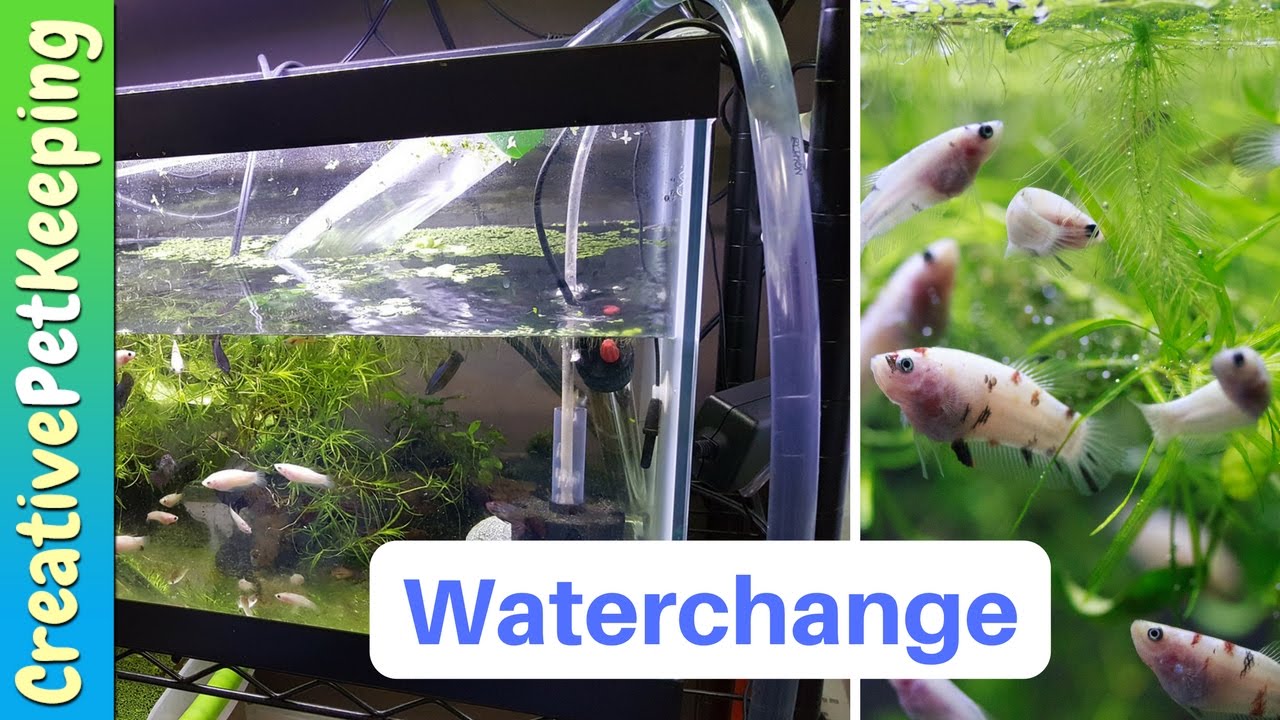 Different ways to do water changes on BETTA FRY tank and GIVEAWAY ♥| Fish Fan Friday