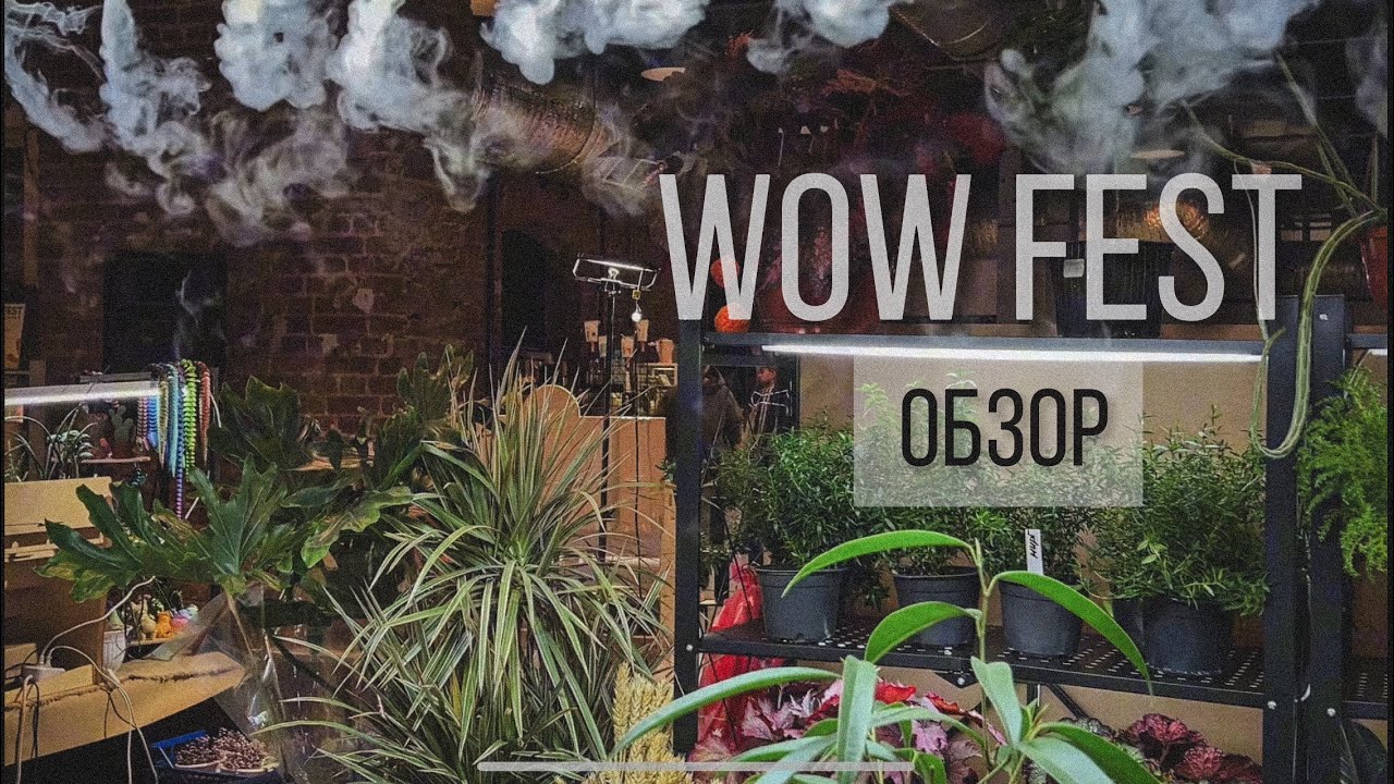 WOW FEST ОСЕНЬ 2025 ОБЗОР🪴#комнатныерастения #алоказия #монстера #растения  #ярмаркарастений