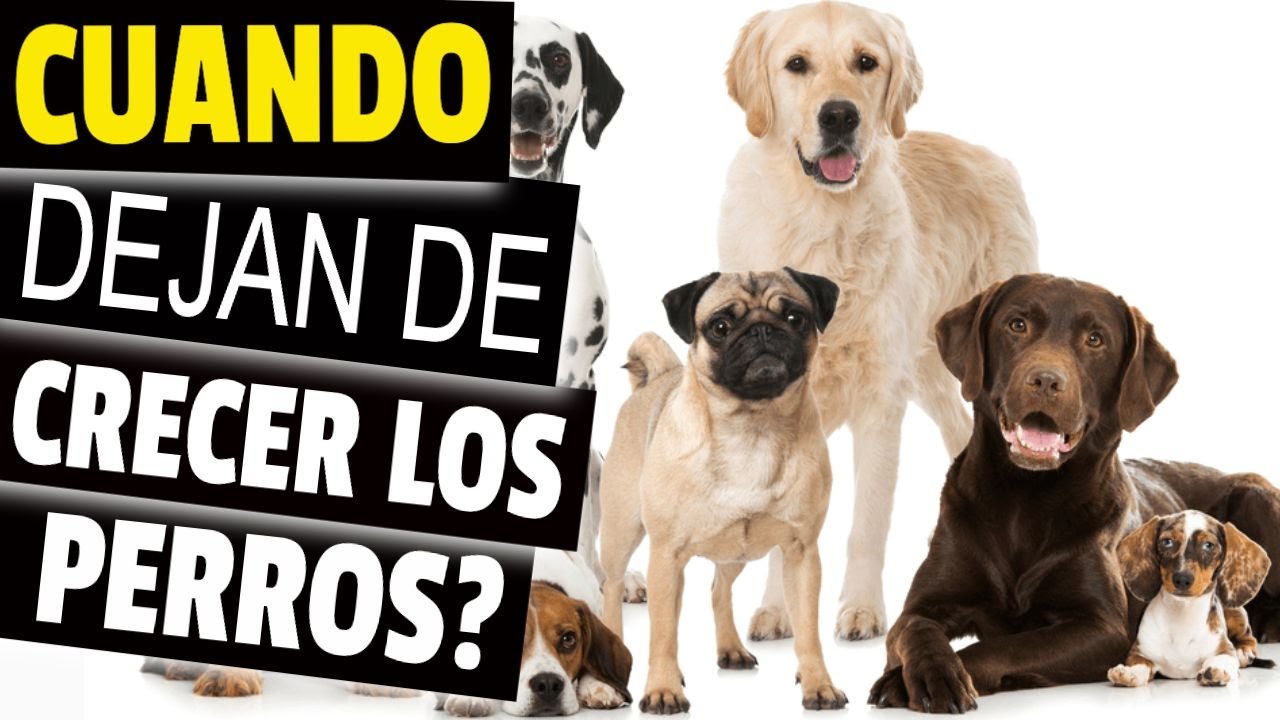 🐕¿CUÁNDO dejan de CRECER los PERROS?