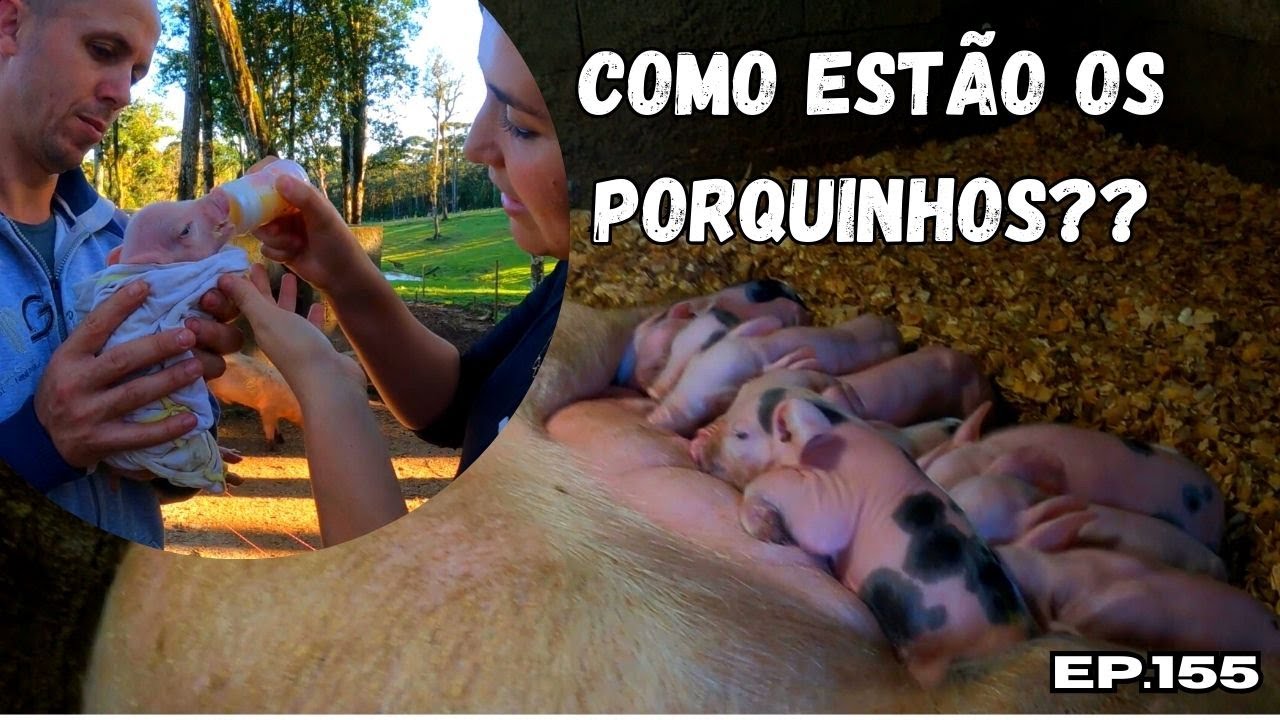 TRATANDO PORQUINHOS NA MAMADEIRA, COMO ESTA O SÍTIO DEPOIS DE TANTA CHUVA.EP155#diaadianaroça