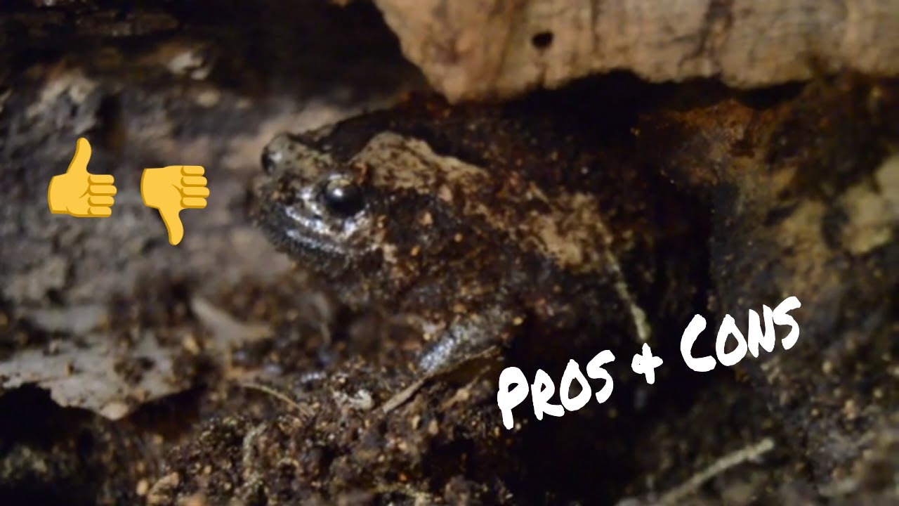 Pros & Cons of Owning a Chubby Frog
