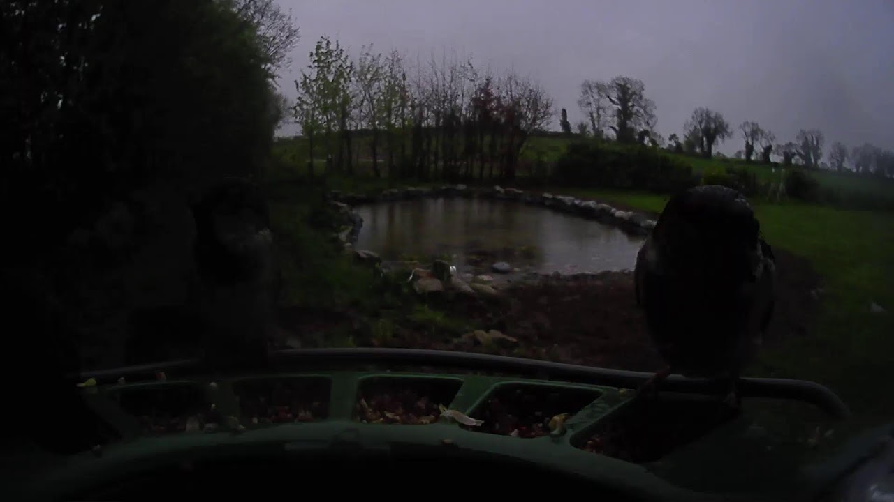 Carlow Weather Live Stream #BirdfyLive