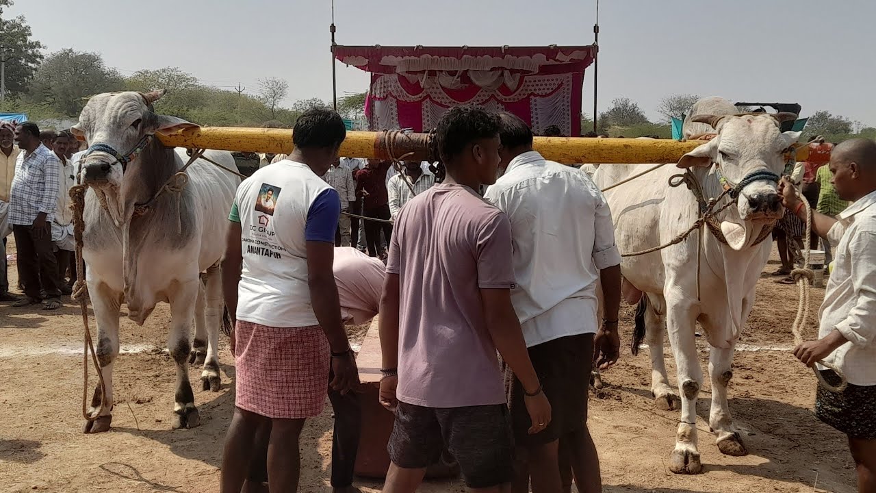💥🌾వెంకటాపురం సీనియర్ విభాగానికి 7వ జత బంటుపల్లి రాజశేఖర్ యాదవ్ గారు💥18-02-2026💥