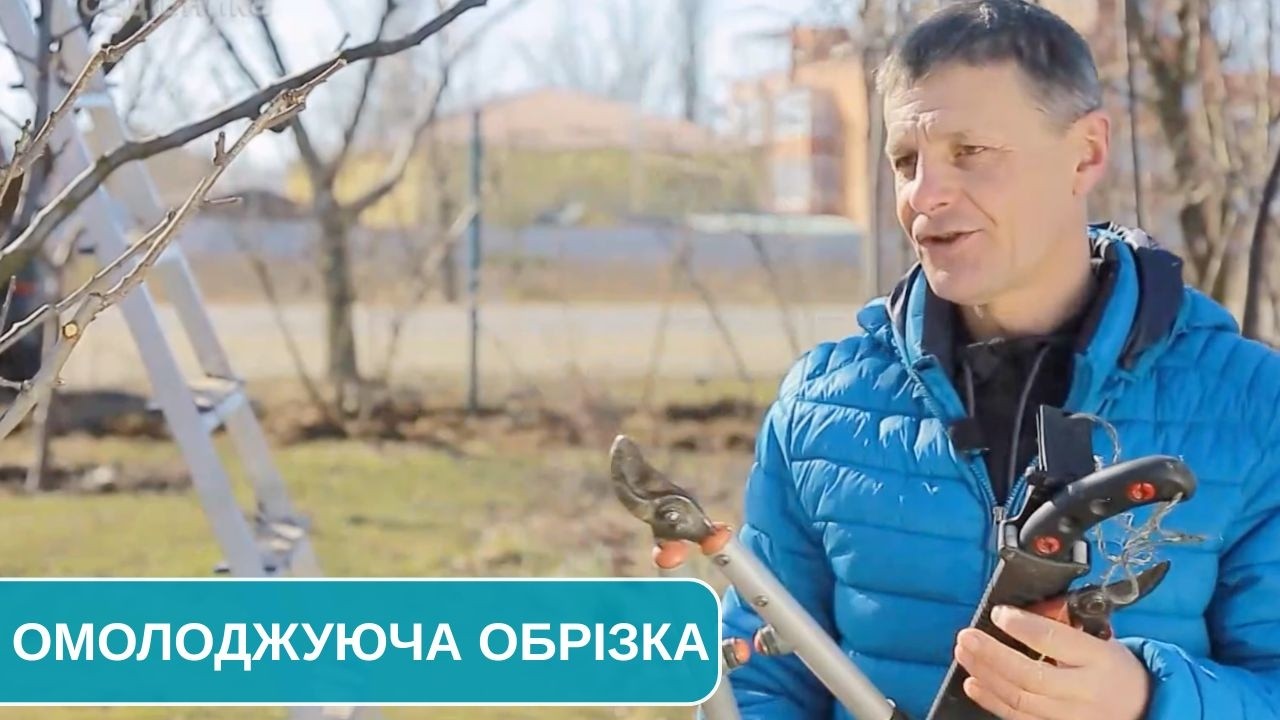 Що таке омолоджуюча обрізка і коли вже пора її починати